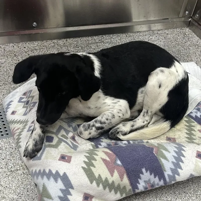 A baby medium-sized male Black Border Collie dog named Cameron for adoption in Point Richmond, CA