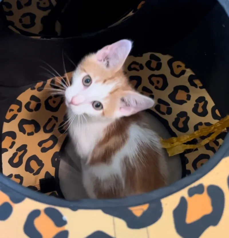 A baby small-sized male Orange & White Tabby cat named Baxter for adoption in Woodland Hills, CA