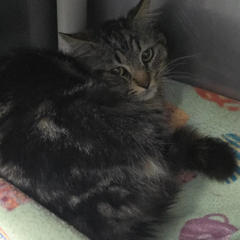 An adult small-sized male Brown / Chocolate Domestic Medium Hair cat named Greer for adoption in Yanceyville, NC