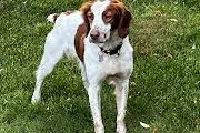 A young medium-sized male Brittany Spaniel dog named Caleb for adoption in Marion, MA