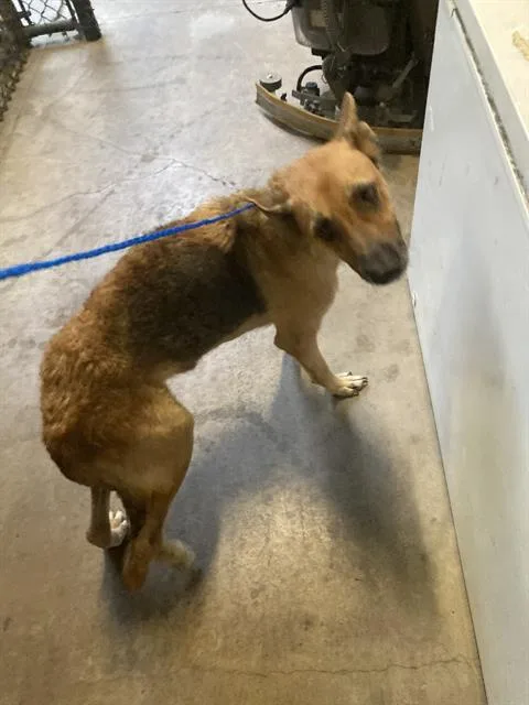 An adult medium-sized male Mixed Breed dog named Hachi for adoption in Dallas, TX