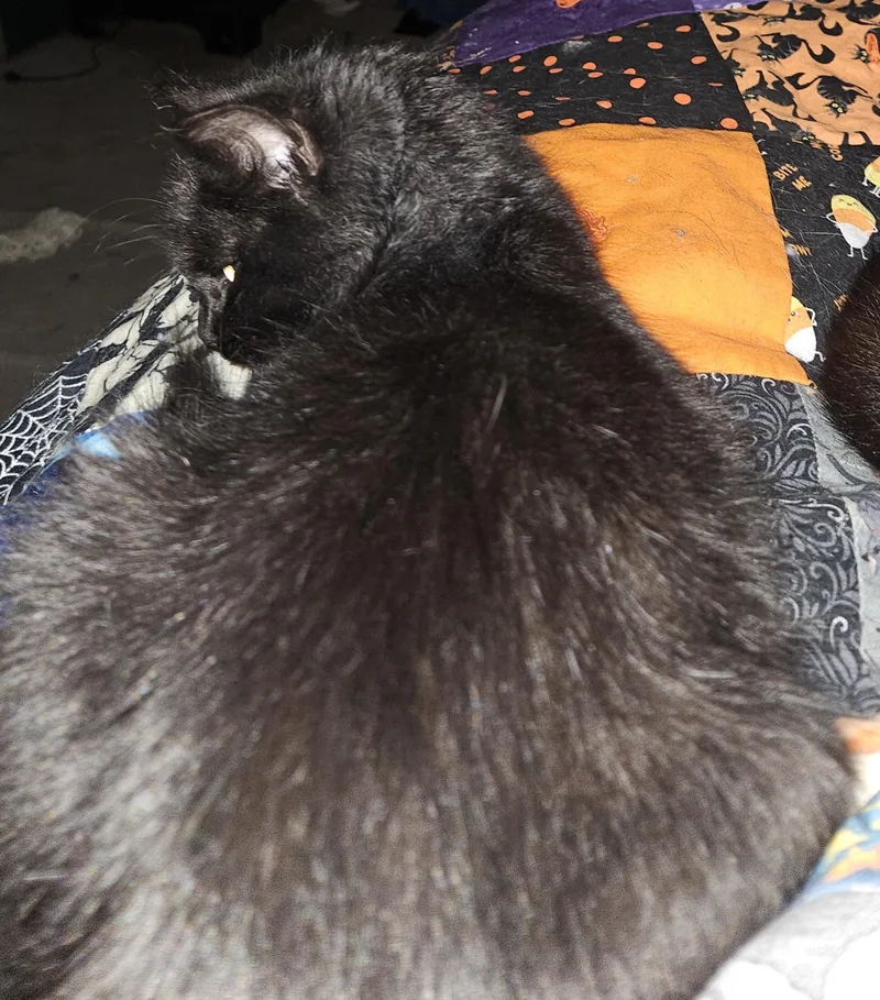 A young medium-sized female Black Domestic Long Hair cat named Melody for adoption in Mansfield, PA