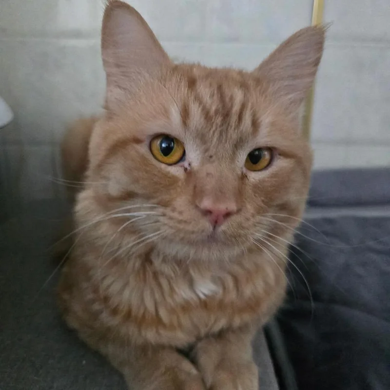 Oscar