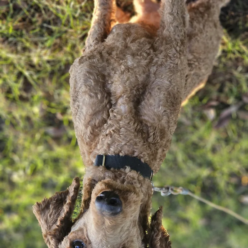 An adult medium-sized male Apricot / Beige Standard Poodle dog named Blaze for adoption in O Fallon, IL