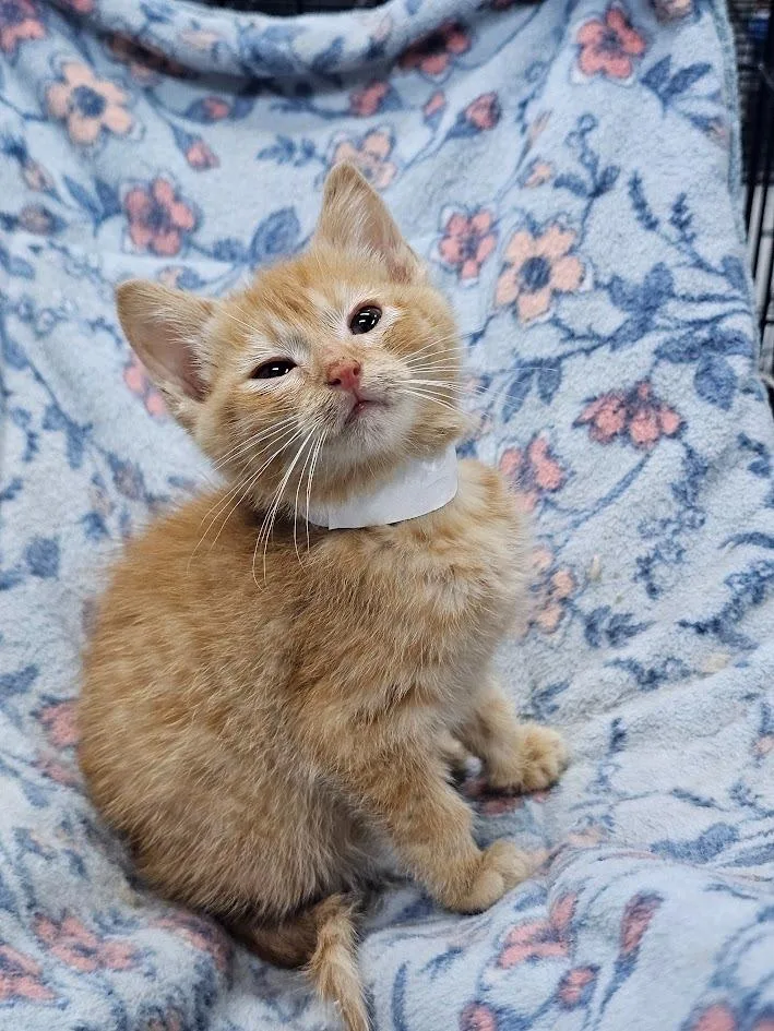 A baby medium-sized male Domestic Short Hair cat named Eggs for adoption in St. Cloud, MN
