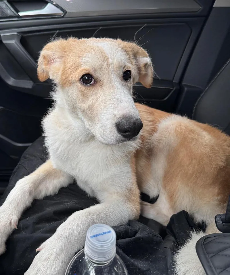 A baby medium-sized female Great Pyrenees dog named Abby for adoption in North Syracuse, NY