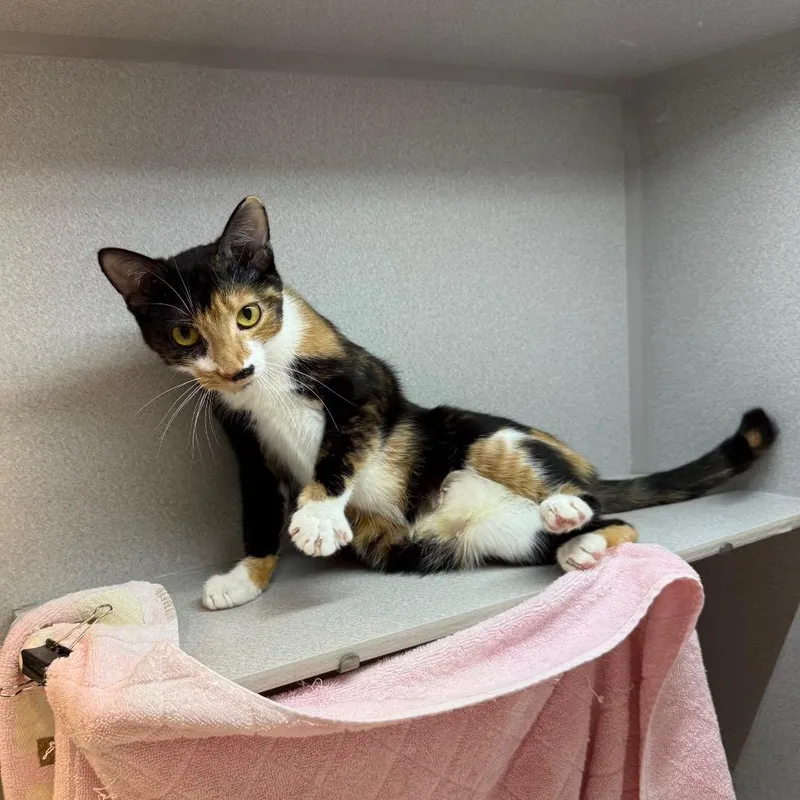 A young medium-sized female Calico Domestic Short Hair cat named Chloe for adoption in Pittsburgh, PA