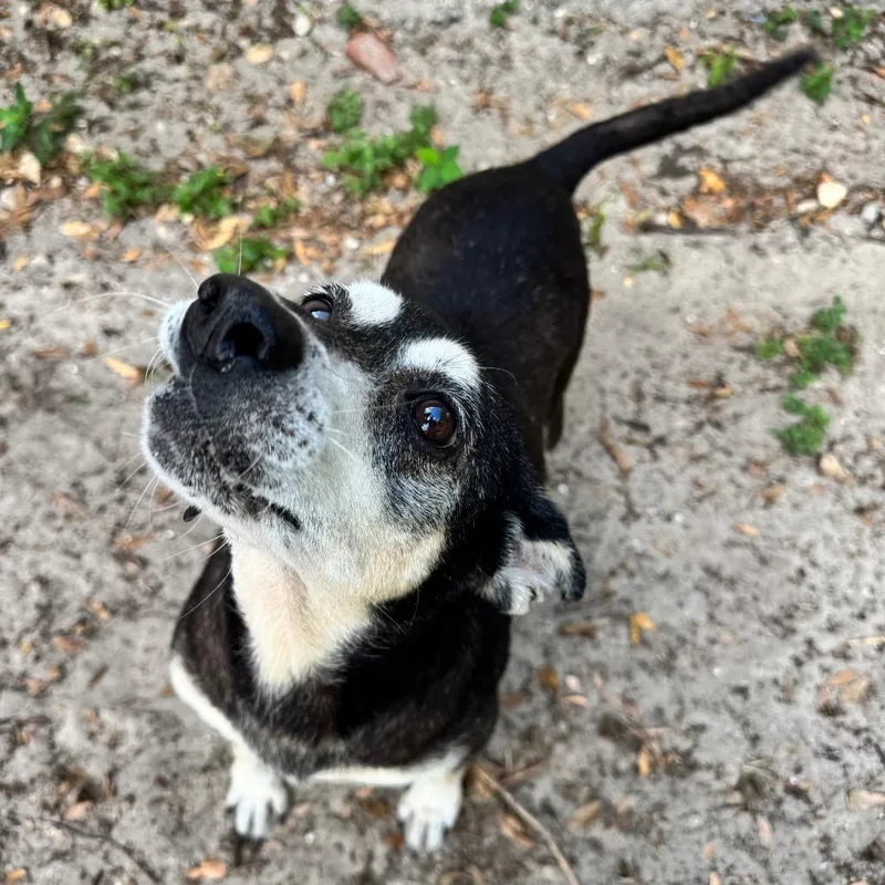 A senior medium-sized female Black Mixed Breed dog named Rosie for adoption in Lake Panasoffkee, FL