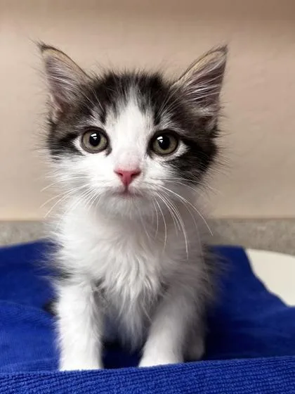 A young small-sized female Domestic Long Hair cat named Miso for adoption in Phoenix, AZ