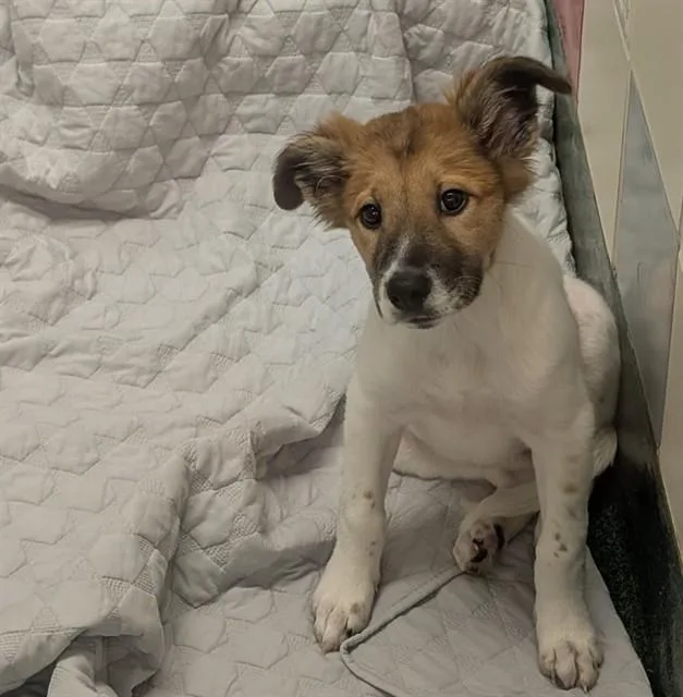 Piper A