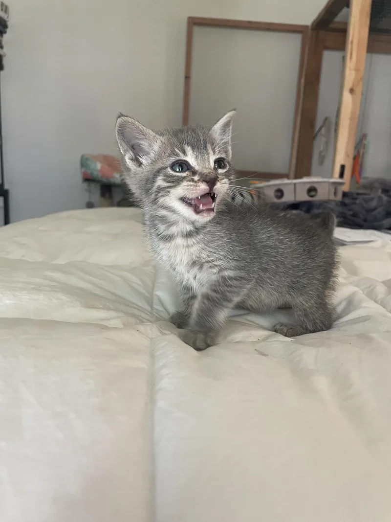 A baby small-sized male Domestic Short Hair cat named Walnut for adoption in Long Beach, CA