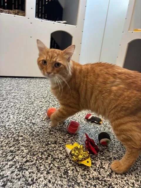 An adult large-sized male Domestic Short Hair cat named Aslan for adoption in Palmetto, FL