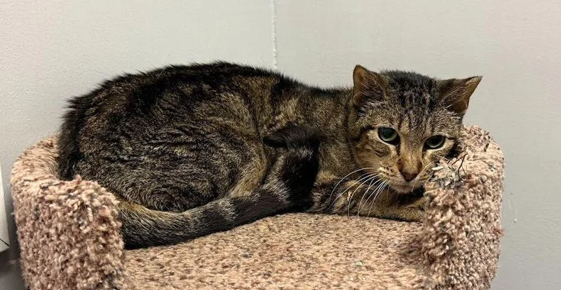 A senior small-sized female Brown / Chocolate Domestic Short Hair cat named Bebe for adoption in Hudson, NH