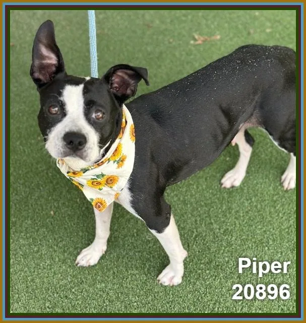 Piper