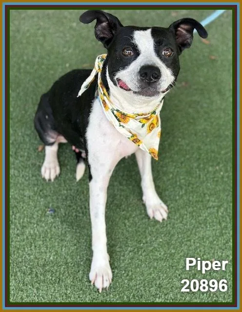Piper thumbnail 3