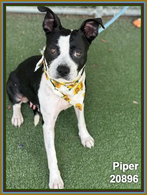 Piper thumbnail 4