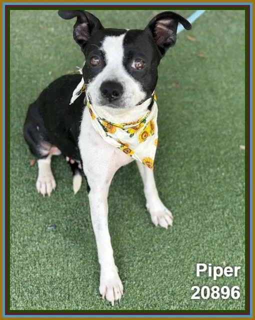 Piper thumbnail 5