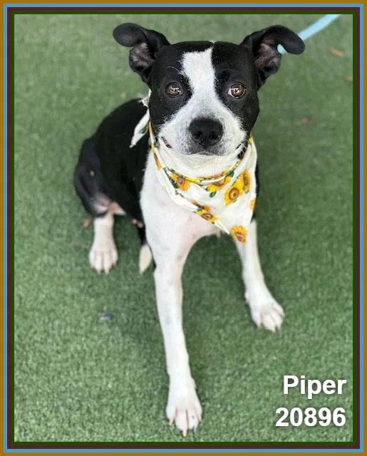 Piper thumbnail 6