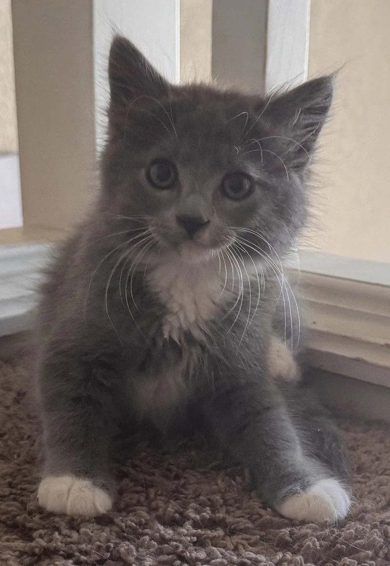 A baby medium-sized male Gray & White Domestic Long Hair cat named Gucci for adoption in San Jose, CA