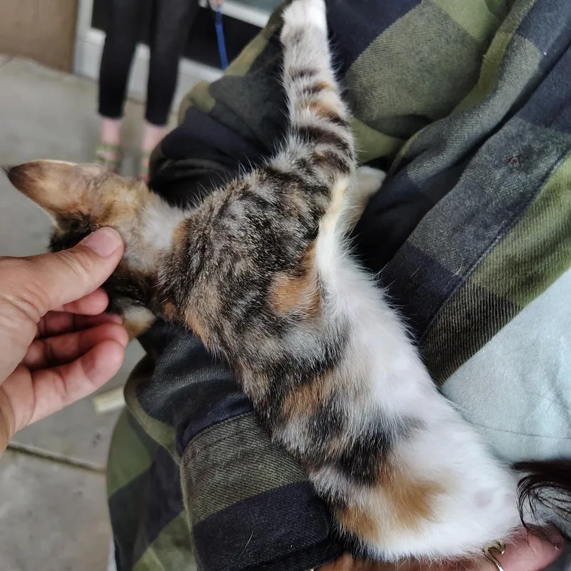 A baby medium-sized female Calico Domestic Short Hair cat named Gladys for adoption in Beulaville, NC