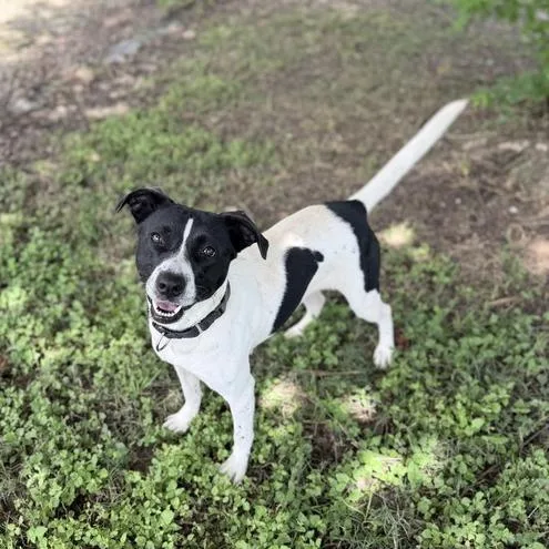 An adult medium-sized female White / Cream Terrier dog named Whirly for adoption in Carencro, LA