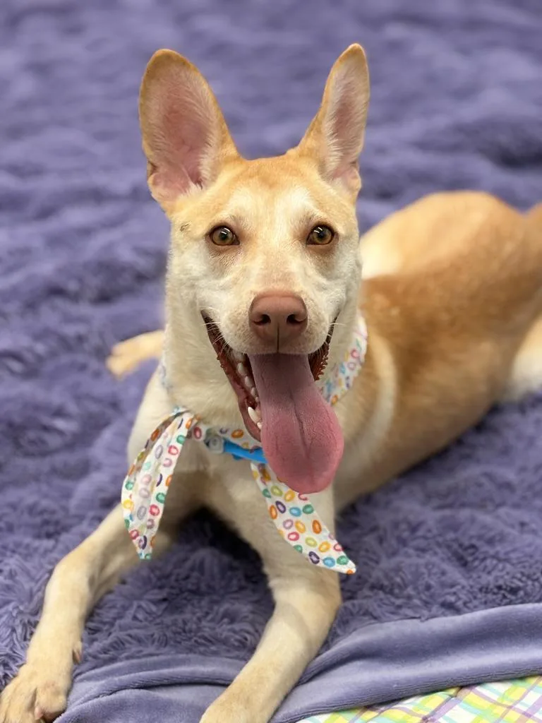 Ivory Nest thumbnail 4