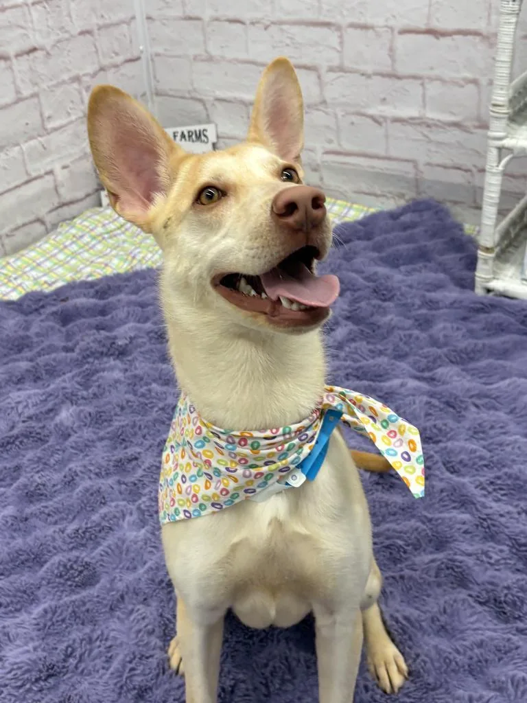 Ivory Nest thumbnail 6