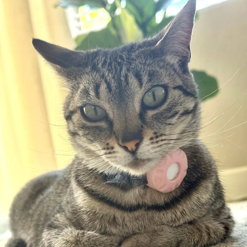 An adult small-sized female Gray / Blue / Silver Domestic Short Hair cat named Chipa for adoption in Oceanside, CA