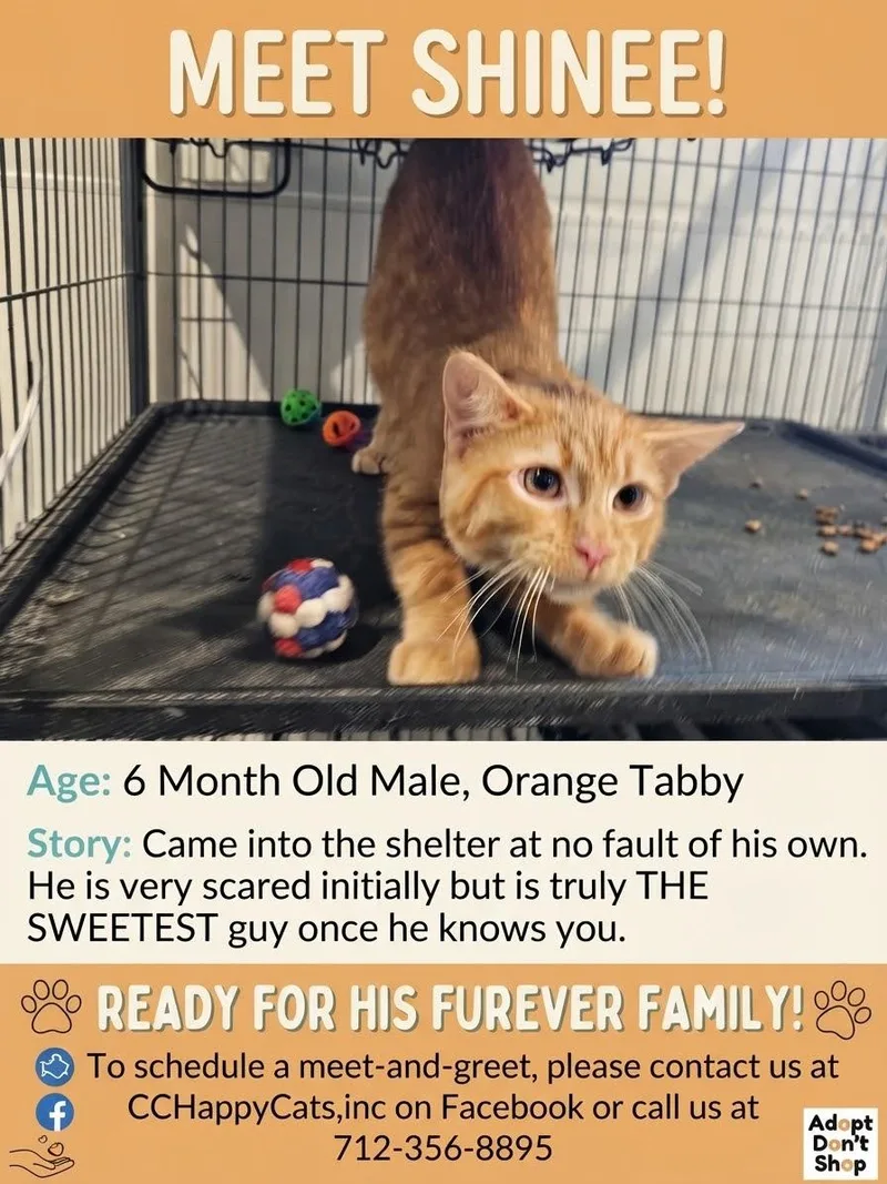 A young large-sized male Domestic Short Hair cat named Shinee for adoption in Denison, IA