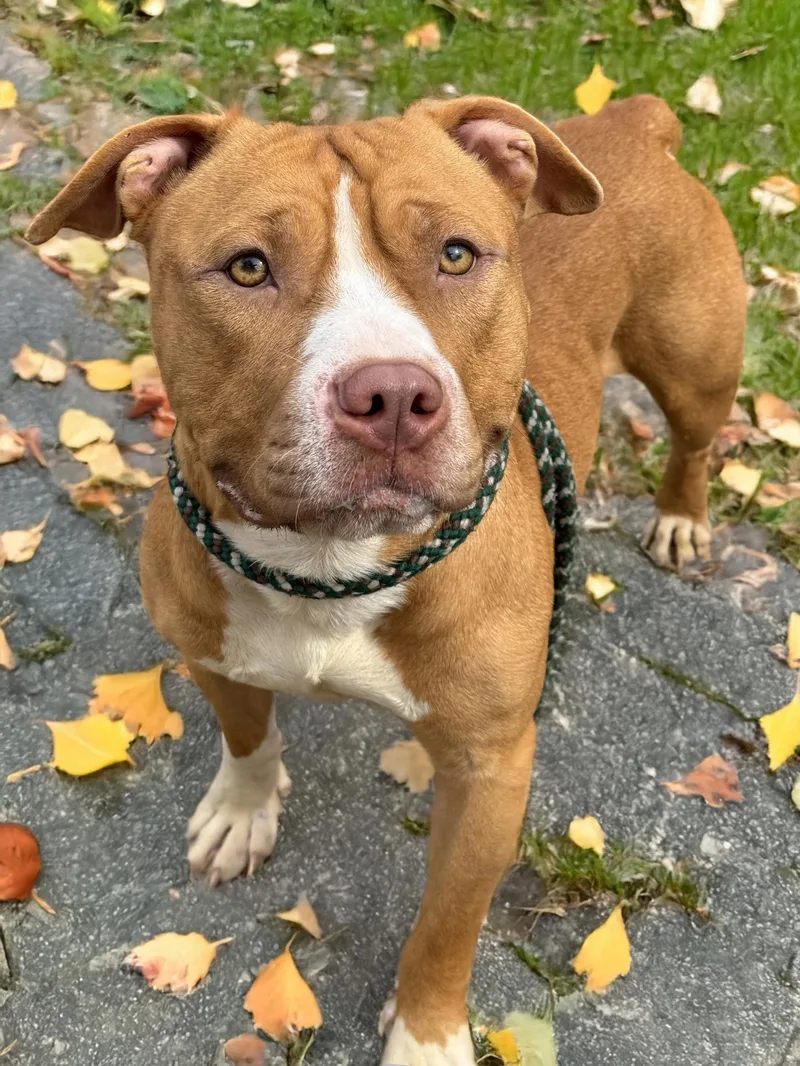 An adult medium-sized male Pit Bull Terrier dog named Blaze for adoption in Anderson, IN