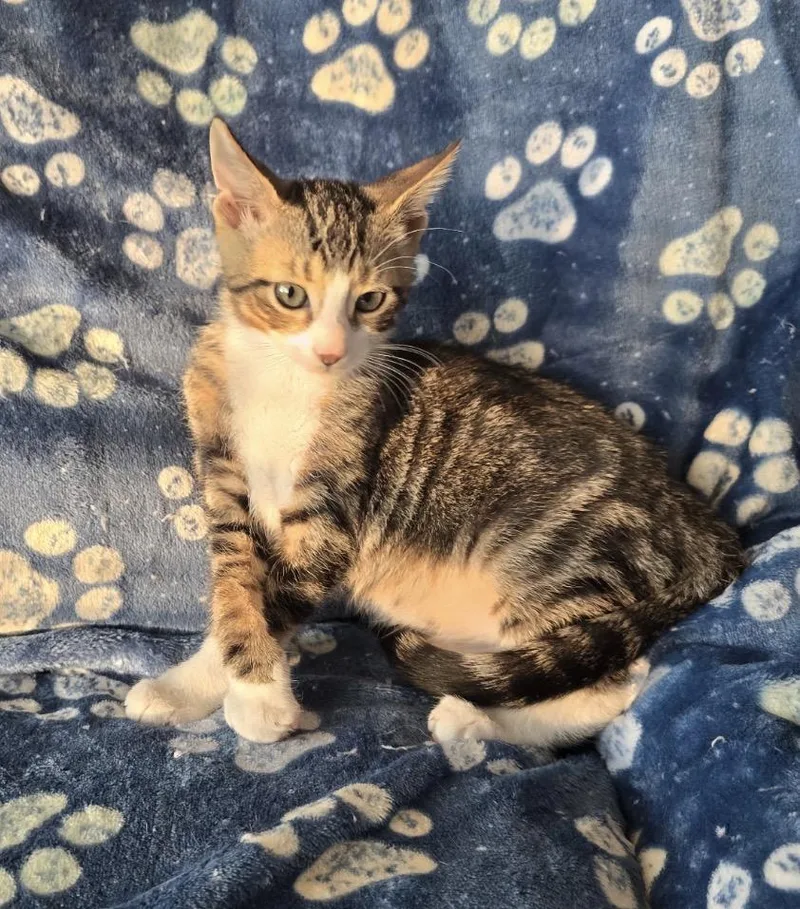 A baby small-sized male White Domestic Short Hair cat named WAVE & SLIDE for adoption in Spotswood, NJ