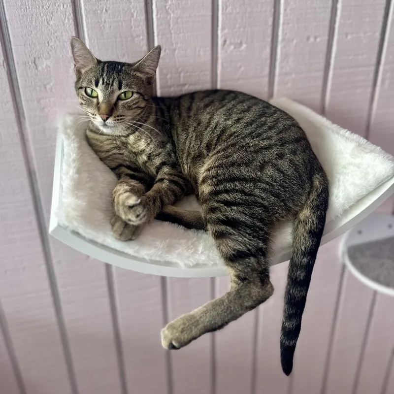 A young medium-sized female Brown / Chocolate Domestic Short Hair cat named Queen for adoption in Forest Park, IL