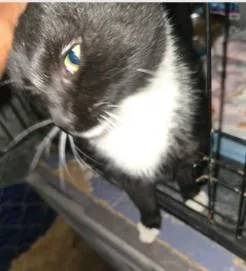 A young small-sized male Domestic Short Hair cat named Tuxie for adoption in Westminster, MD