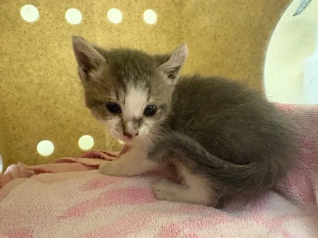A baby small-sized male Domestic Short Hair cat named Jose for adoption in Tustin, CA