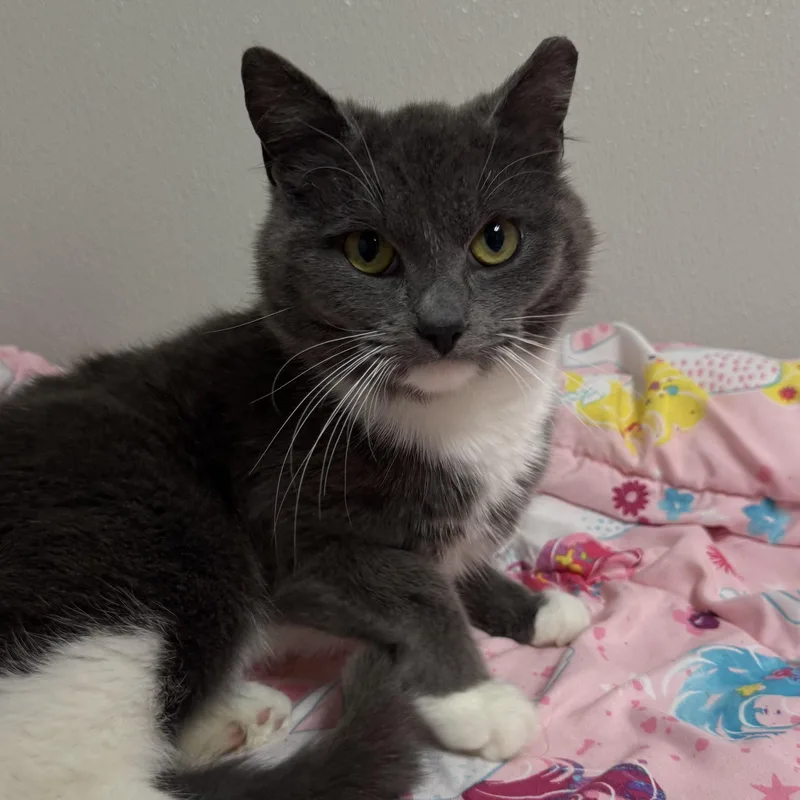 A young small-sized female Gray & White Domestic Short Hair cat named Meg for adoption in Fall River, MA
