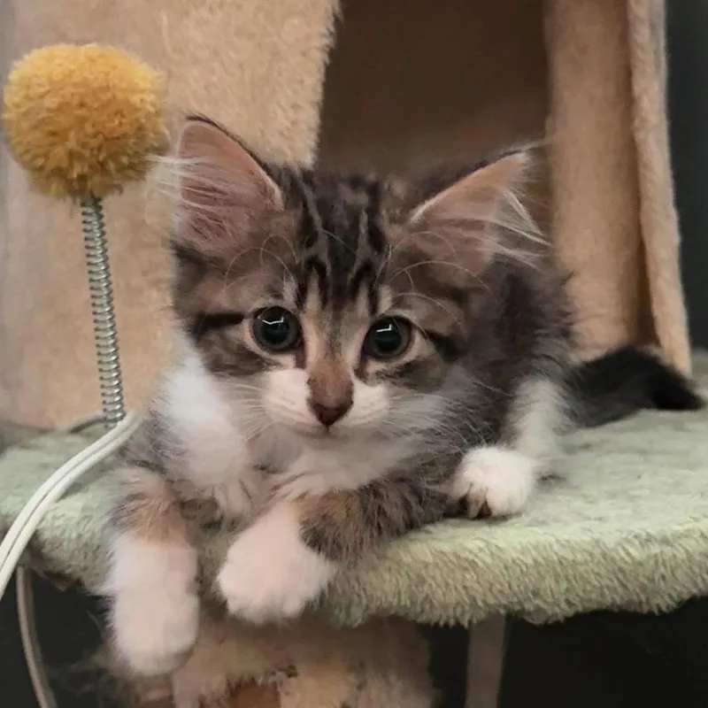 A baby small-sized female Brown / Chocolate Domestic Medium Hair cat named Pun Intended for adoption in Fredericksburg, VA
