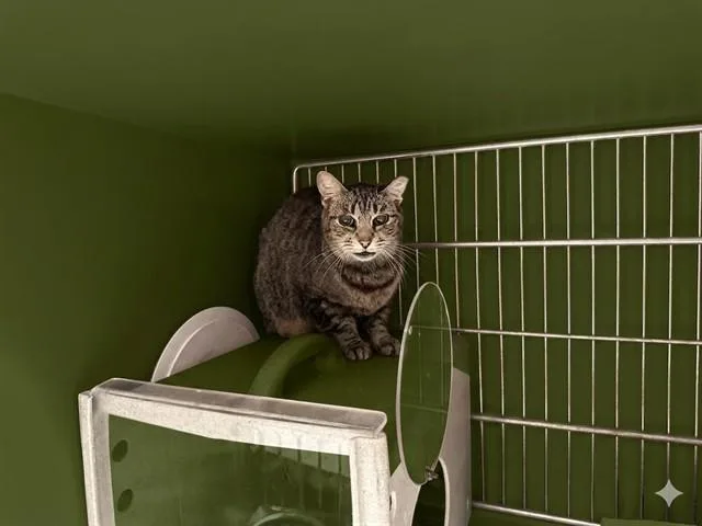 An adult medium-sized female Domestic Short Hair cat named Grandmom Goodness Ii for adoption in Baldwin Park, CA