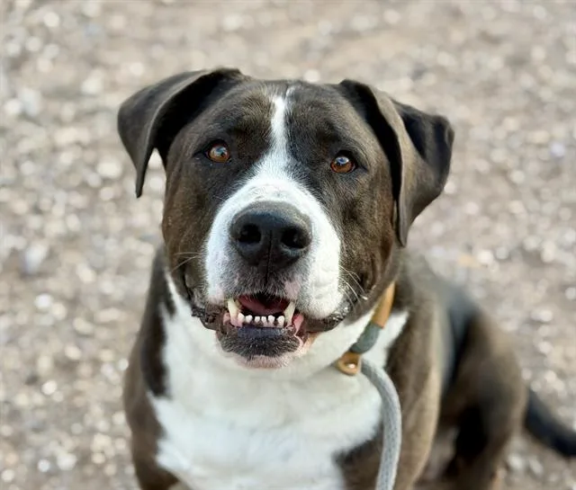 An adult large-sized female Pit Bull Terrier dog named Chloe for adoption in Tucson, AZ