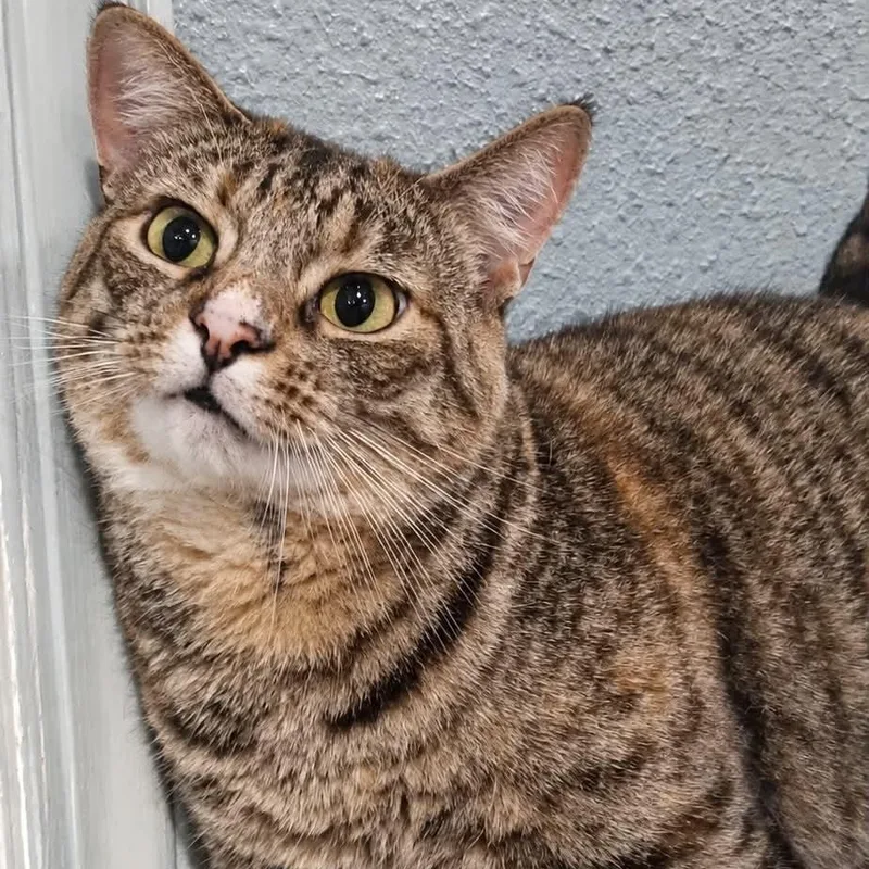 Millie