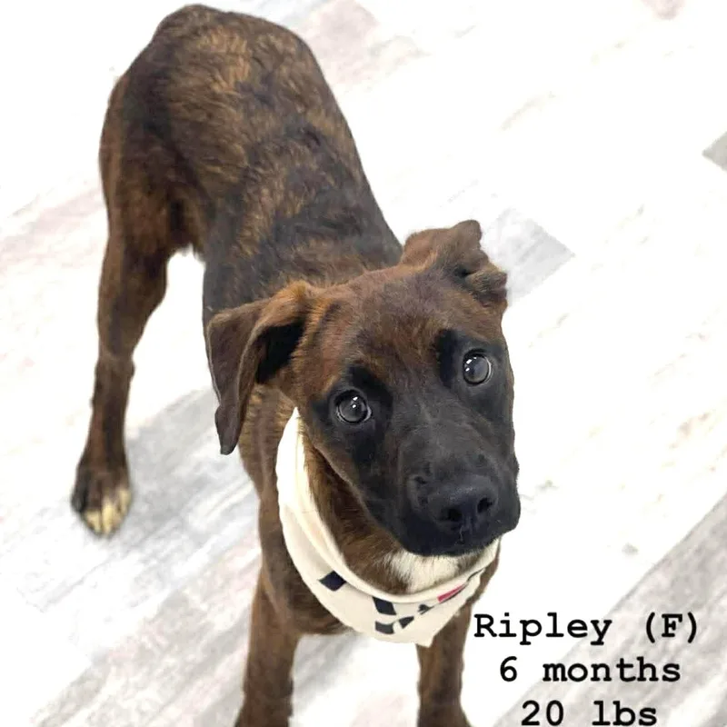 A baby medium-sized male Brown / Chocolate Labrador Retriever dog named Riley  Local April for adoption in Brookshire, TX