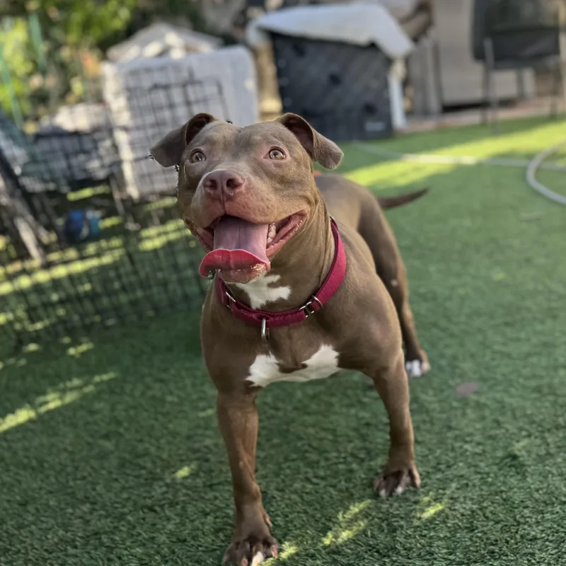 Hazel
