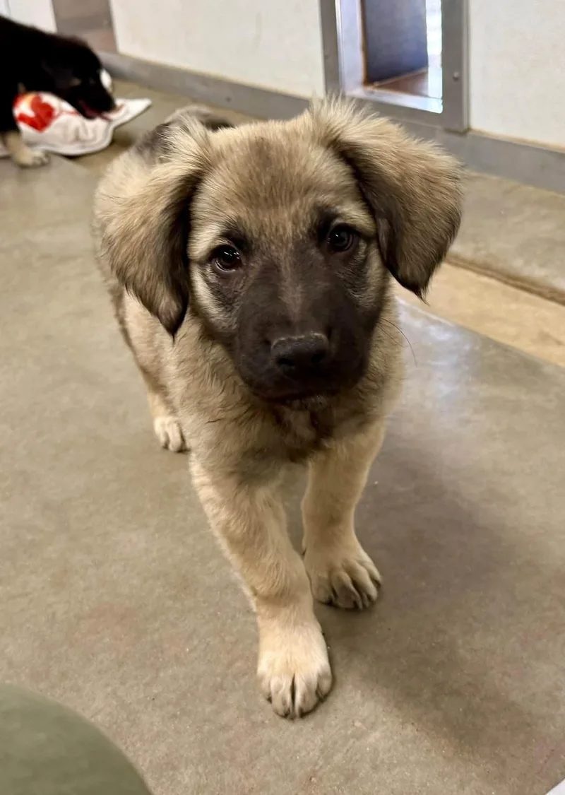 A baby medium-sized female Anatolian Shepherd dog named Watson for adoption in Phoenix, AZ