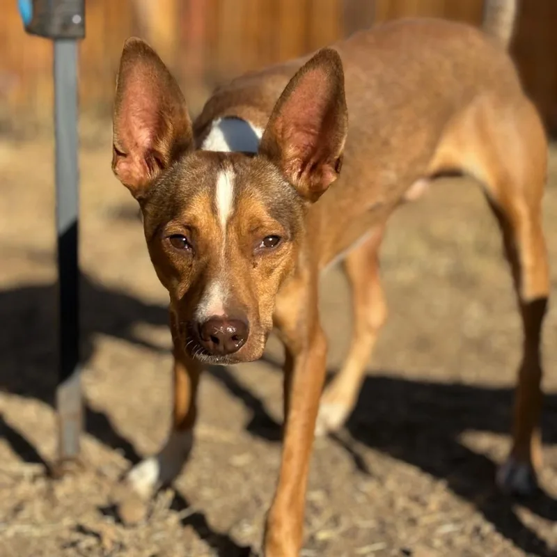 An adult small-sized male Rat Terrier dog named Giblet for adoption in Chico, CA