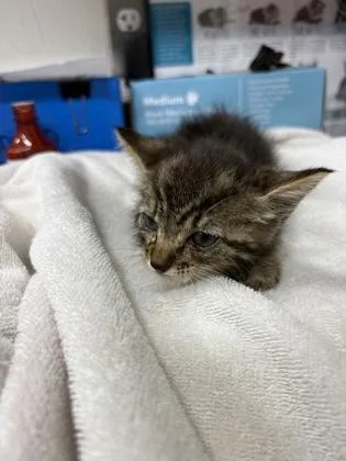 A baby small-sized male Domestic Short Hair cat named Waffles for adoption in Gainesville, FL