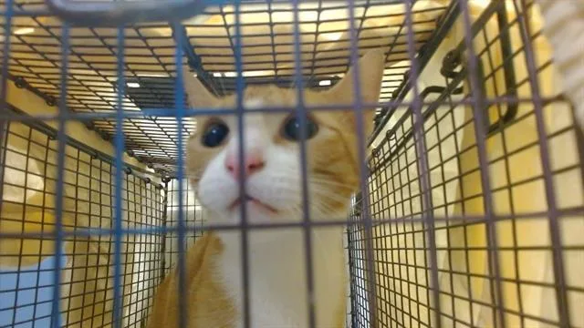 An adult small-sized male Domestic Short Hair cat named Smiles for adoption in Miami, FL