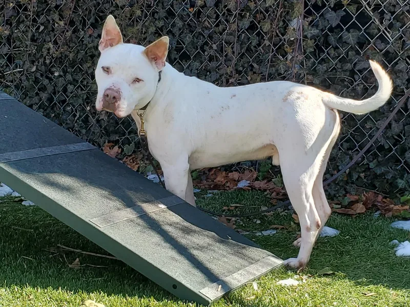 Boo Radley thumbnail 2