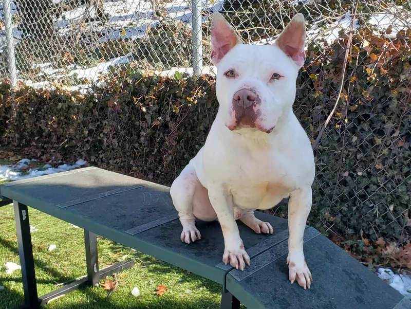 Boo Radley thumbnail 4