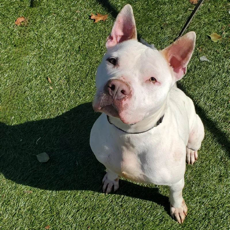 Boo Radley thumbnail 5