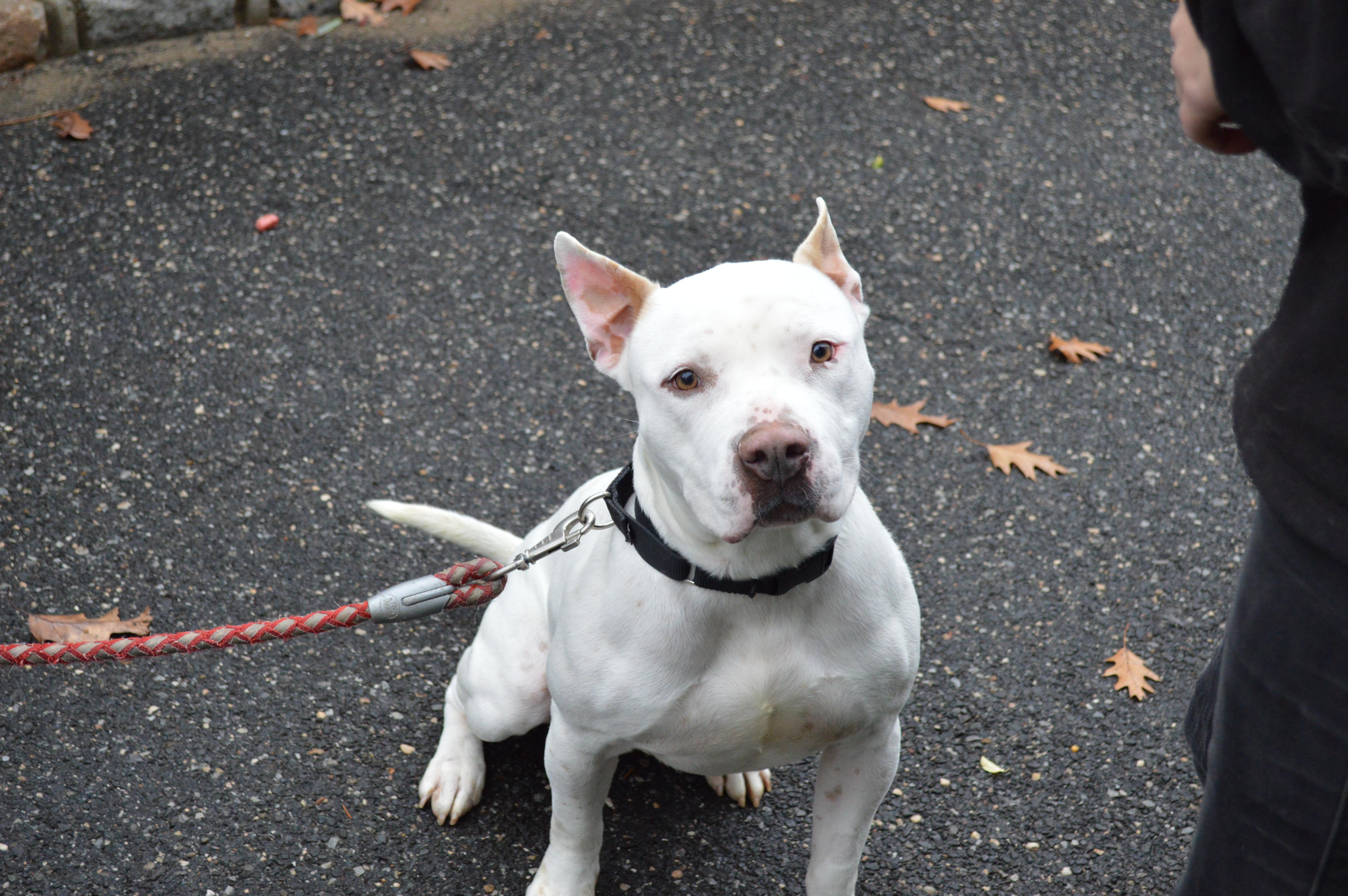 Boo Radley thumbnail 6