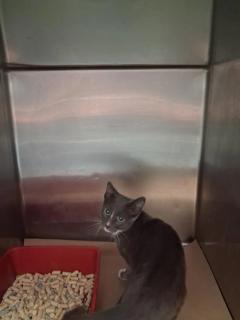 A baby large-sized male Domestic Short Hair cat named Roast Beef for adoption in Cartersville , GA